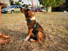 MARKO, Hund, Mischlingshund in Griechenland - Bild 2