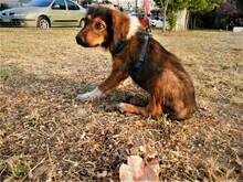 MARKO, Hund, Mischlingshund in Griechenland - Bild 3