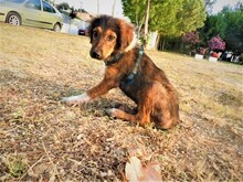 MARKO, Hund, Mischlingshund in Griechenland - Bild 4