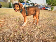 MARKO, Hund, Mischlingshund in Griechenland - Bild 5