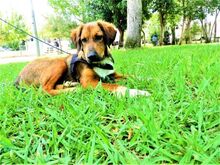 MARKO, Hund, Mischlingshund in Griechenland - Bild 7