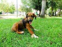 MARKO, Hund, Mischlingshund in Griechenland - Bild 8