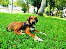 MARKO, Hund, Mischlingshund in Griechenland - Bild 9