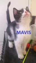 MAVIS, Katze, Europäisch Kurzhaar in Bulgarien - Bild 1