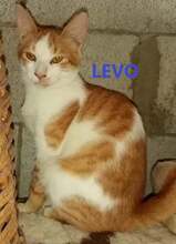 LEVO, Katze, Europäisch Kurzhaar in Bulgarien - Bild 1