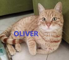 OLIVER, Katze, Europäisch Kurzhaar in Bulgarien - Bild 1