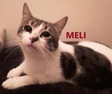 MELI, Katze, Europäisch Kurzhaar in Bulgarien - Bild 1