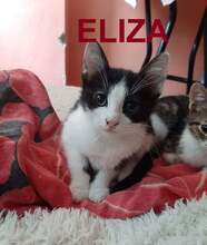 ELIZA, Katze, Europäisch Kurzhaar in Bulgarien - Bild 1