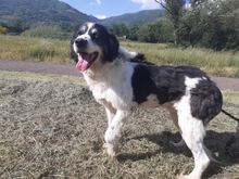 SEDOA, Hund, Border Collie in Weiden - Bild 10