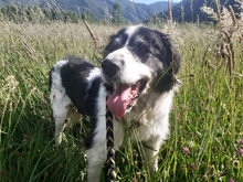 SEDOA, Hund, Border Collie in Weiden - Bild 3