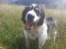 SEDOA, Hund, Border Collie in Weiden - Bild 4