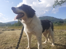 SEDOA, Hund, Border Collie in Weiden - Bild 5