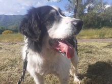 SEDOA, Hund, Border Collie in Weiden - Bild 6