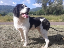 SEDOA, Hund, Border Collie in Weiden - Bild 9
