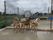 JOEY, Hund, Mischlingshund in Portugal - Bild 10