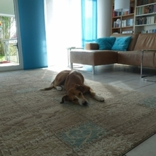NINA, Hund, Mischlingshund in Reutlingen - Bild 10