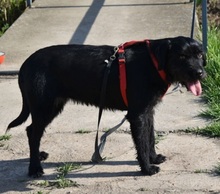 BORISKA, Hund, Mischlingshund in Süderbrarup - Bild 2