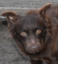 CHOKO, Hund, Mischlingshund in Ungarn - Bild 1