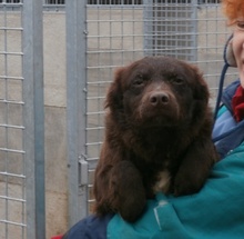 CHOKO, Hund, Mischlingshund in Ungarn - Bild 3