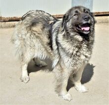 VANYA, Hund, Kaukasischer Owtcharka in Ungarn - Bild 2