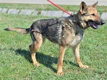 INGRID, Hund, Deutscher Schäferhund in Ungarn - Bild 3