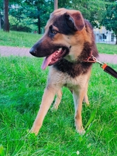 NEFERET, Hund, Deutscher Schäferhund in Bad Abbach - Bild 7