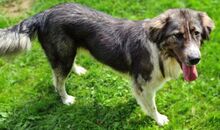 VIKTUALIA, Hund, Mischlingshund in Gefrees - Bild 4