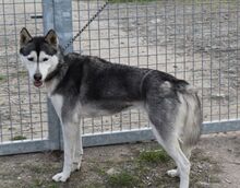LEONA, Hund, Siberian Husky in Ungarn - Bild 3