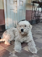MEZES, Hund, Mischlingshund in Ungarn - Bild 12