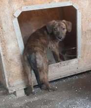 SNOOPY, Hund, Mischlingshund in Rumänien - Bild 4