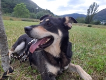 SETE, Hund, Mischlingshund in Spanien - Bild 3