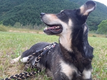 SETE, Hund, Mischlingshund in Spanien - Bild 8