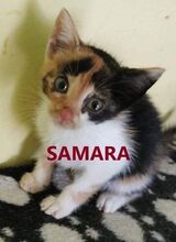 SINDY, Katze, Europäisch Kurzhaar in Hessisch Oldendorf - Bild 3
