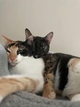 SINDY, Katze, Europäisch Kurzhaar in Hessisch Oldendorf - Bild 6