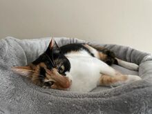 SINDY, Katze, Europäisch Kurzhaar in Hessisch Oldendorf - Bild 9