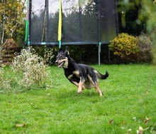 NEGUSI, Hund, Mischlingshund in Italien - Bild 12