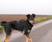 NEGUSI, Hund, Mischlingshund in Italien - Bild 2