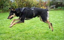NEGUSI, Hund, Mischlingshund in Italien - Bild 5