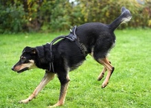 NEGUSI, Hund, Mischlingshund in Italien - Bild 6