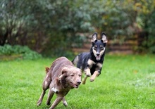 NEGUSI, Hund, Mischlingshund in Italien - Bild 7