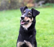 NEGUSI, Hund, Mischlingshund in Karben - Bild 10