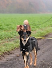 NEGUSI, Hund, Mischlingshund in Karben - Bild 16