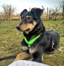 NEGUSI, Hund, Mischlingshund in Karben - Bild 38