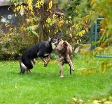 NEGUSI, Hund, Mischlingshund in Karben - Bild 8