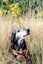 NERA, Hund, Mischlingshund in Monheim - Bild 11