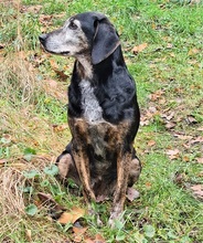 NERA, Hund, Mischlingshund in Monheim - Bild 16