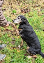 NERA, Hund, Mischlingshund in Monheim - Bild 18