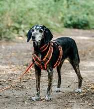 NERA, Hund, Mischlingshund in Monheim - Bild 2