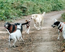 NERA, Hund, Mischlingshund in Monheim - Bild 4
