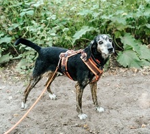 NERA, Hund, Mischlingshund in Monheim - Bild 6